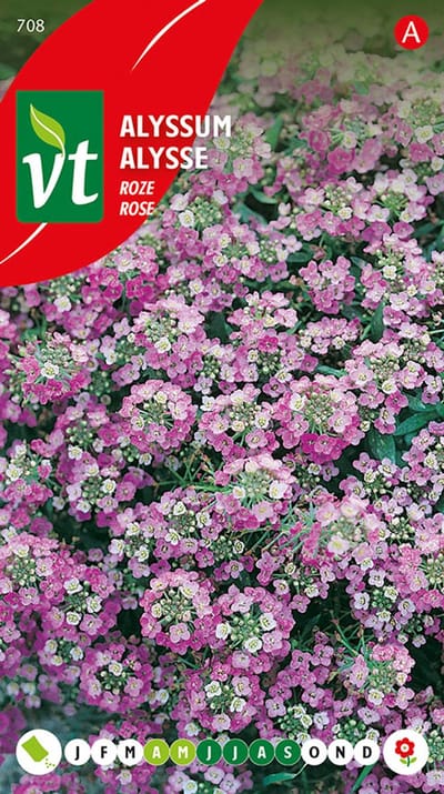 Alyssum Rosie O'Day - Bodembedekker met roze bloemen, gemakkelijk en zomers bloeiend