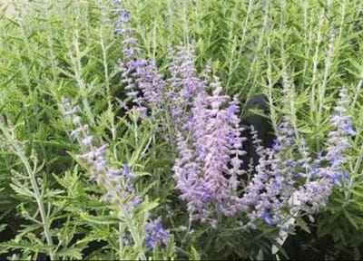 1 x Perovskia atripl. 'Lacey Blue'® ( 'lislitt'®) - Blauwspirea, Russische Salie 30- 40 cm in pot