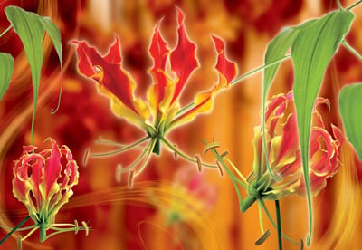 Fotobehang Flowers Floral | XL - 208cm x 146cm | 130g/m2 Vlies