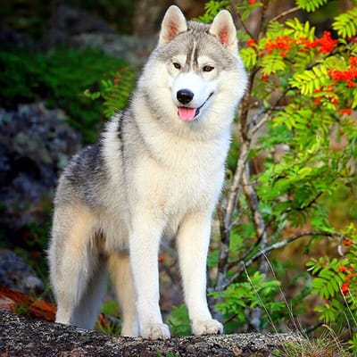 5D Diy Daimond Schilderij  Siberische Husky  Kruissteek Strass Volledige Geplakte Borduurset 30x30CM white