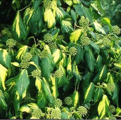 Hedera Colchica 'Sulphur Heart' - Klimop - 50-60 cm pot: Grootbladige klimop met geelgroene bladcentra, snelgroeiend.