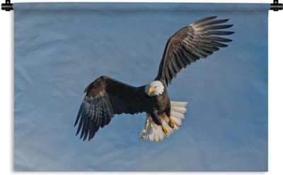 Wandkleed Amerikaanse zeearend - Een Amerikaanse zeearend in een blauwe hemel Wandkleed katoen 60x40 cm - Wandtapijt met foto