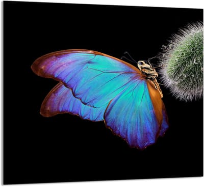 TMK ArtDeko - Glazen Keukenpaneel - 65x60 cm - Motief: Vlinder - Veelzijdig Gebruik