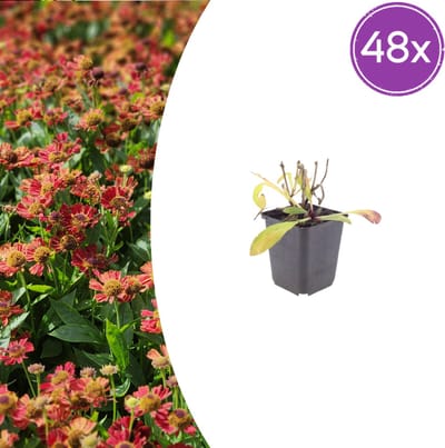Tuinplantenshop.com | Helenium 'Moerheim Beauty' | 48 stuks - Ø9cm - 10-25cm hoog - Tuinplant