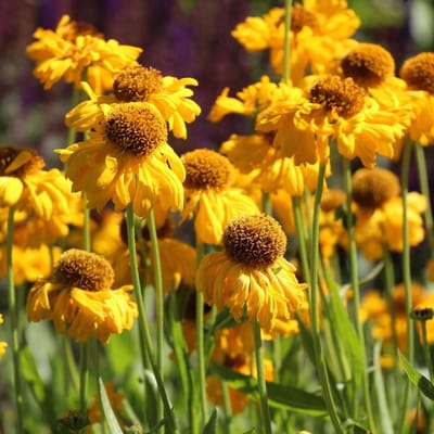 6 x Helenium Bigelovii 'The Bishop' - Zonnekruid pot 9x9cm - Diepgele bloemen, lange bloeiperiode
