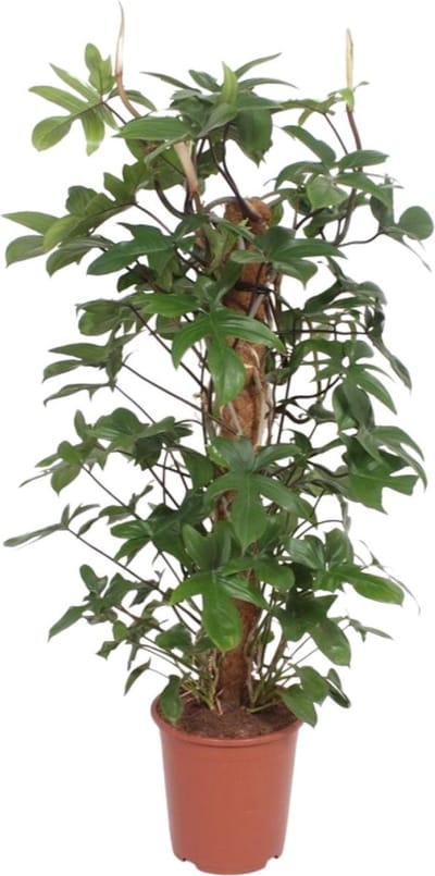 Plantenboetiek.nl | Philodendron Pedatum - Ø27cm - 120-130cm hoog - Kamerplant - Groenblijvend