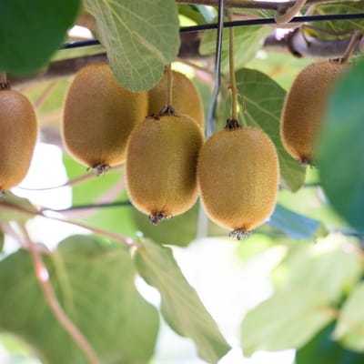 Kiwi (Actinidia Deliciosa) - Jenny – zelfbestuivend - Vaste planten - Moestuin - Klimplant - Zomerbollen - Voorjaarsbollen - bloeit in Juni