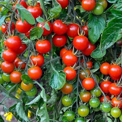 Tomaten zaden - Gardeners Delight