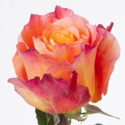 25x Rosa free spirit 60cm