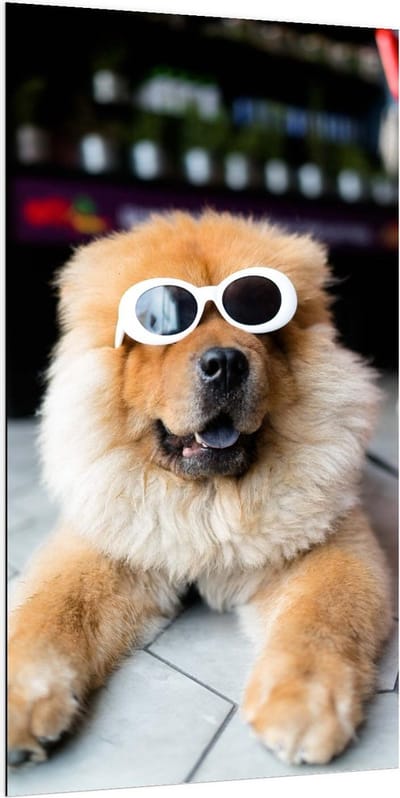 Dibond - Grappige Hond met Witte Zonnebril - 100x200cm Foto op Aluminium (Wanddecoratie van metaal)