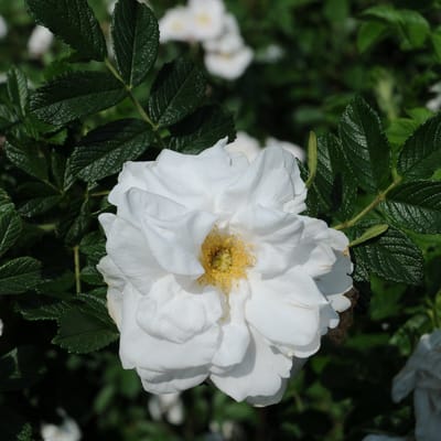 Rosa 'Blanc Double de Coubert' - Witte Dubbele Bloem Rozenstruik