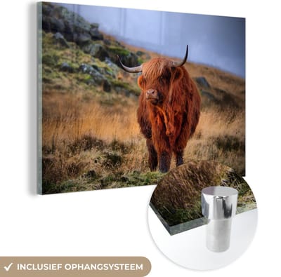 MuchoWow® Glasschilderij 150x100 cm - Schilderij acrylglas - Schotse Hooglander - Gras - Stenen - Foto op glas - Schilderijen
