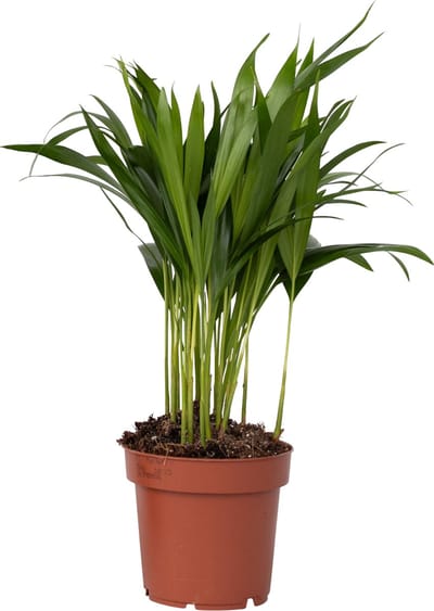 Goudpalm - Dypsis lutescens - Hoogte 30-45cm - Pot 12cm - Kamerplant - Groen