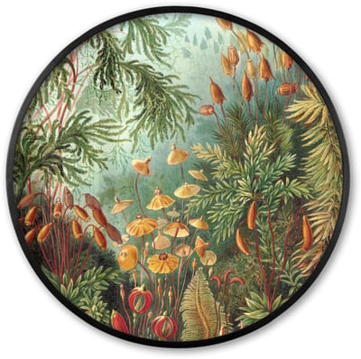 Poster in lijst Rond - Fotolijst 60x60 cm - Posters - Oude meesters - Kunst - Muscinae - Haeckel - Ronde posterlijst zwart - Decoratie - Wanddecoratie woonkamer - Muurdecoratie slaapkamer