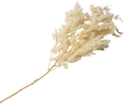 ARTYFETES - Tak van mini natuurlijke pampaspluimen 50 cm ivoor bohemian