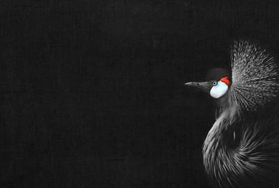 Fotobehang CrownedCraneBlack DD119805 A.S. Création ARTist Zwart Antraciet Wit Vlies 270 x 400 cm (4 delen) Fotobehang