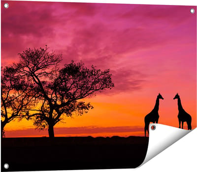 Gards Tuinposter Twee Giraffe Silhouetten bij Zonsondergang - 80x60 cm - Tuindoek - Tuindecoratie - Wanddecoratie buiten - Tuinschilderij