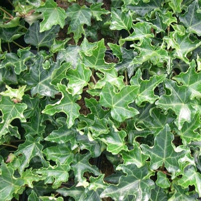 24 x Klimop 'Ivalace' - Hedera helix 'Ivalace' pot 9x9cm, voor 3m² : Een veelzijdige groenblijvende klimop met opvallend blad.