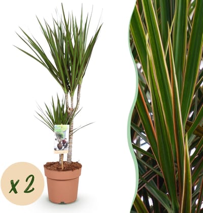 Plantenboetiek.nl | Green is... Dracaena Marginata - Drakenbloedboom - Weinig onderhoud - Groen - 2 Planten - Ø17cm - 70-80cm hoog - Kamerplant - Groenblijvend