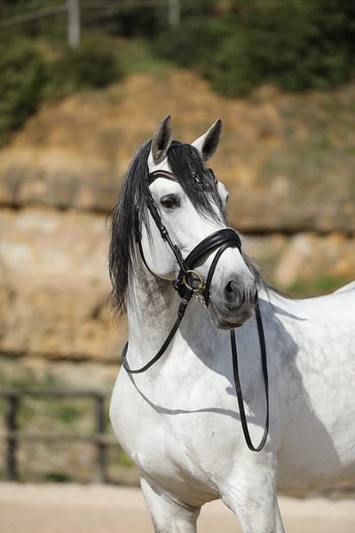 Horsegear Hoofdstel Horsegear Hgsnake Zwart