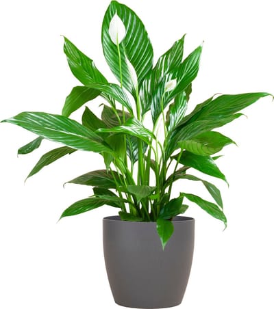 De Lepelplant of De VredesLelie, Bekend om zijn Witte Bloemen, Pathiphyllum met Pot Viber Kleur Grijs - 80cm - Ø21