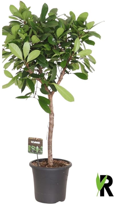 Ficus Cyathistipula op stam 140 cm – Kamerplant – Vers Van De Kweker – Potmaat Ø32 cm