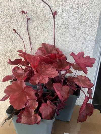 3x Purperklokje - Heuchera 'fire chief® | 9x9 cm pot