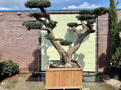 Olijfboom Pon Pon - Olea Europea - Hardhouten bak - Winterhard - Stamomvang ⌀ 100-110cm - Hoogte  300-350cm