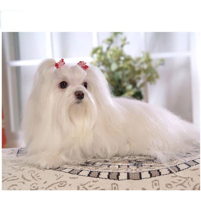 Kruissteek DIY schilderij 5D Diamond Home Decor dier hond mooie foto borduurwerk 20X30CM white
