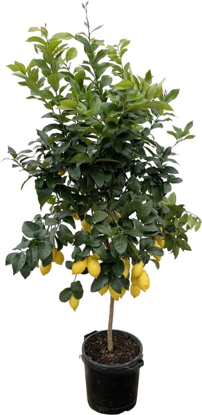 citrus boom, Citrus Lemon - 200cm - ø40 voor binnen- en buitenruimtes, Calamondin, 200cm - ø40