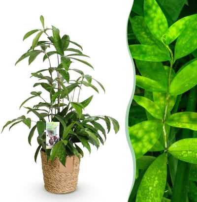 Green BoutiQ - Kamerplanten - Dracaena surculosa - Drakenbloedboom - Weinig onderhoud - met mand - Groen - 1 Plant - Pot 17cm - Hoogte 60-70cm