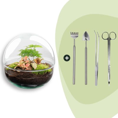 Terrarium - Dome Red - ↑ 20 cm - Ecosysteem plant - Kamerplanten - DIY planten terrarium - Mini ecosysteem + Hark + Schep + Pincet + Schaar