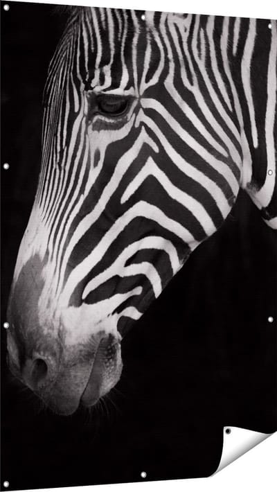 Gards Tuinposter Zebra Kop vanaf de Zijkant - Zwart Wit - 100x150 cm - Tuindoek - Tuindecoratie - Wanddecoratie buiten - Tuinschilderij