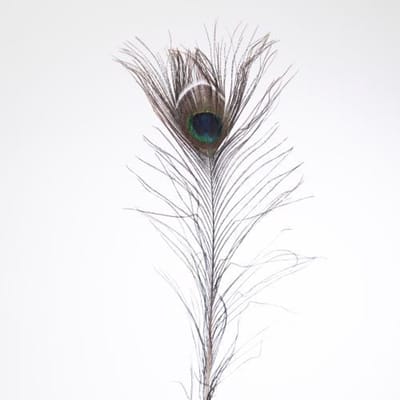 100x Dc pauwenveren 80cm