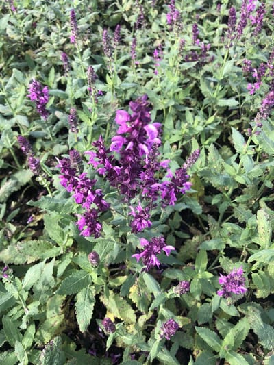 6x Kranssalie - Salvia nem. 'Pink Friesland' | 9x9 cm pot
