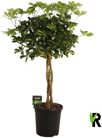 Schefflera Arboricola Gold Capella gevlochten stam 100 cm – Kamerplant – Vers Van De Kweker – Potmaat Ø23 cm