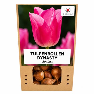 Tulpenbollen Dynasty – 20 Stuks | KH Bloembollen® | Roze Tulp – Elegant, Fris & Tijdloos – Voor Tuin of Pot – Maat 11/12 – Vers van de Teler