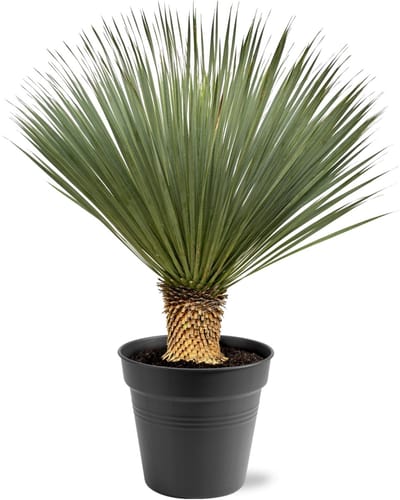 Yucca rostrata tuin en kamerplant - 100 tot 120 cm hoog - stevige plant
