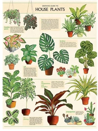 Poster Huisplanten - Cavallini & Co - Vintage Schoolplaat Planten