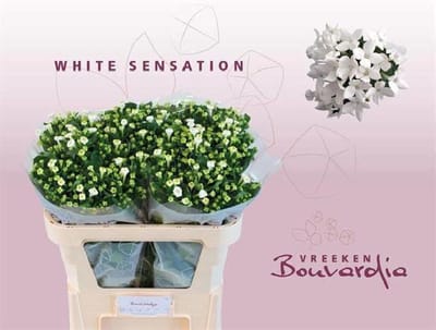 10x Bouv.white sensation 70cm