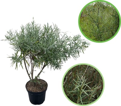 Rozemarijnwilg 40-60 cm (in pot) - Salix eleaegnus 'Angustifolia' - Ø26 cm - onderhoudsarm - mooi zilverkleurig blad - paarse stengel voor mooie winterkleur