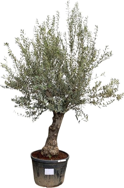 Olijfboom Olea Europaea Bonsai - 250 cm / stamomtrek 45-60cm