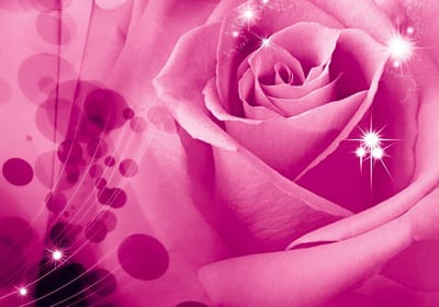 Flower Rose Photo Wallcovering