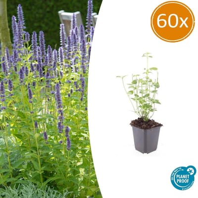 Tuinplantenshop.com | Agastache 'Black Adder' | 60 stuks - Ø9cm - 10-25cm hoog - Tuinplant