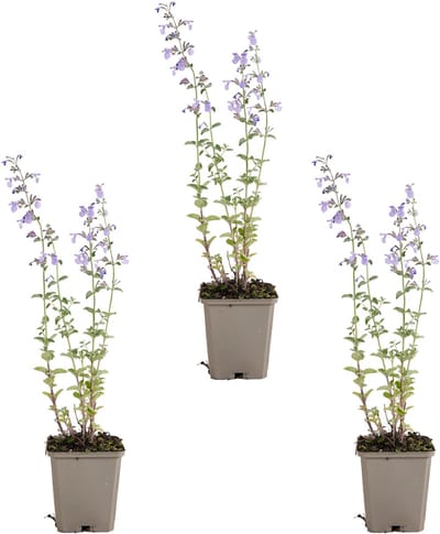 Bloomique - Set van 3 - Nepeta Walker's Low - Kattenkruid - Winterhard - Vaste Plant - Bijvriendelijk - 10-20cm Hoog - Pot 9cm