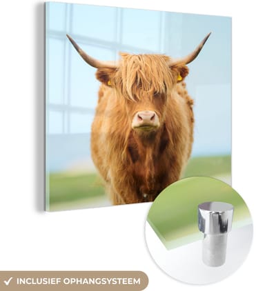 MuchoWow® Glasschilderij 50x50 cm - Schilderij acrylglas - Schotse hooglander - Haar - Gras - Foto op glas - Schilderijen