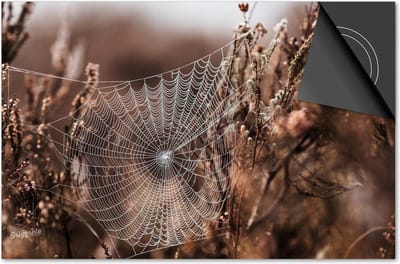 Inductie beschermer 60x60 - afdekplaat inductie mat - Dietrix Kookplaat beschermer - Exclusief - Herfst - Spinnenweb ochtenddauw