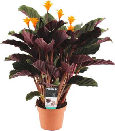 Bloomique - Calathea Crocata - Eeuwige Vlam - Kamerplanten - Luchtzuiverend - Bloeiend - Gemakkelijk in onderhoud - Hoogte 40-50 cm - Pot 14 cm