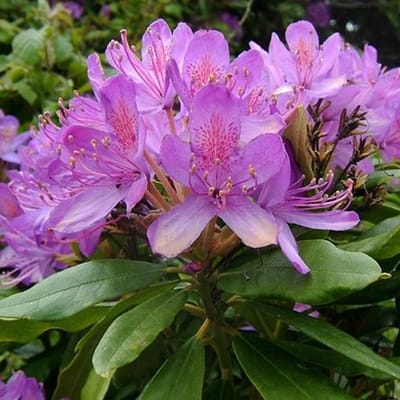 Rhododendron ponticum - 40-50 cm