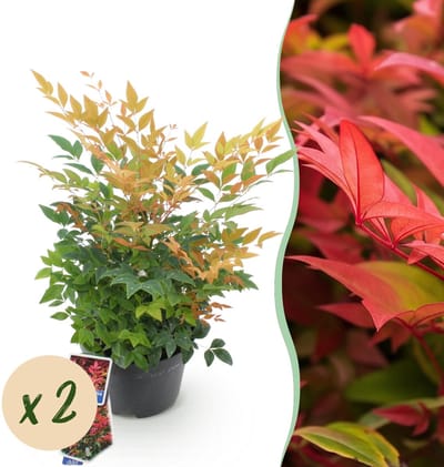 Green boutiQ - Tuinplant - Nandina Gulfstream - Oranje - 2 Planten - Groenblijvend - Weinig Onderhoud - Pot 17cm Hoogte 35 - 45cm